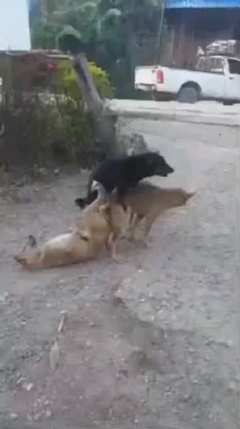 特朗普白宫答问逻辑混乱引热议 网友调侃人球合